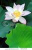 pink-lotus-flower-among-green-foliage-55507138-thumbnail