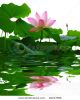 asian-pink-lotus-flower-thumbnail