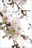 oriental-cherry-blossom-1030470-thumbnail
