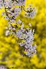 7087811-pink-cherry-blossom-with-yellow-background-in-spring-garden-thumbnail