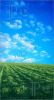 wheat-field-over-beatiful-blue-sky-210814-thumbnail