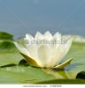 white-water-lily-on-the-lake-nymphaea-alba-67685959-thumbnail