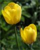 yellow-tulips-166348-thumbnail