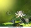 water-lily-on-a-green-background-26028670-thumbnail