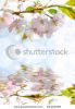 spring-sakura-and-mirroring-thumbnail