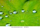 green-lotus-leaf-with-water-drop-as-background-4878571-thumbnail