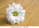 beautiful-white-daisy-flower-with-water-drops-16811020-thumbnail