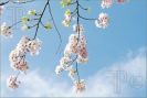 cherry-blossom-sakura-277218-thumbnail