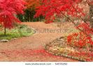 autumn-view-of-garden-path-with-japanese-maples-thumbnail