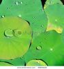 lotus-leaf-with-water-drop-thumbnail