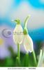 close-up-of-white-snowdrop-against-blue-sky-with-clouds-9509881-thumbnail