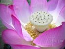 lotus-macro-1555398-thumbnail