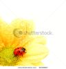 ladybug-on-yellow-flower-66038827-thumbnail