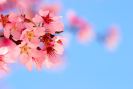 cherry-blossom-thumbnail
