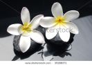 still-life-frangipani-flower-and-black-stones-thumbnail