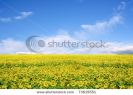 field-on-a-background-of-the-blue-sky-73619551-thumbnail
