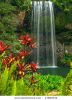 millaa-millaa-falls-in-queensland-australia-17862574-thumbnail