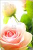 pink-roses-1741762-thumbnail