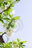 spring-plum-or-cherry-leaves-and-blossom-thumb12811486-thumbnail