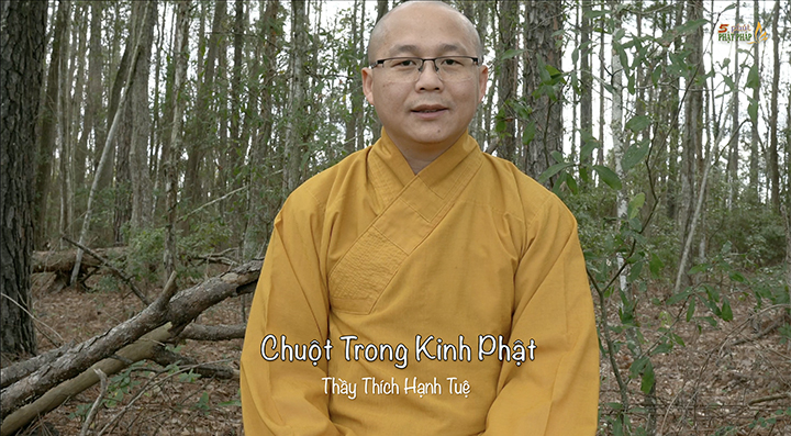 Thich Hanh Tue 717 Chuot Trong Kinh Phat