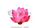 close-up-shot-of-a-pink-lotus-flower-isolated-thumbnail