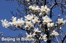 beijing-in-bloom-thumbnail