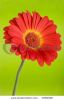 gerber-daisy-on-green-1558358-thumbnail