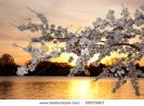 warm-colors-of-cherry-blossom-flowers-against-the-setting-sun-in-washington-dc-50979457-thumbnail