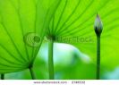 lotus-blossom-and-the-lotus-pads-leaves-2748532-thumbnail