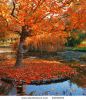 autumn-at-the-park-22458301-thumbnail