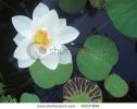 white-lotus-46037899-thumbnail