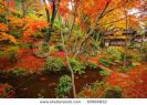 japanese-maple-during-fall-in-kyoto-japan-thumbnail