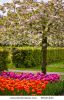colorful-springflowers-and-blossom-in-dutch-spring-garden-keukenhof-in-holland-56431423-thumbnail