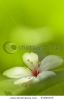 aleurites-montana-mix-with-green-background-67260715-thumbnail
