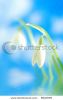 close-up-of-white-snowdrop-against-blue-sky-with-clouds-reflected-in-water-8920099-thumbnail