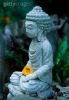 buddha-statue-with-yellow-nasturtium-tropaeolum-majus-flower-uk-93037589-thumbnail