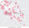 spring-cherry-blossom-45107335-thumbnail