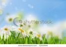 daisywheel-much-with-green-leaf-on-background-sky-72533944-thumbnail