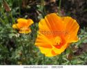 california-poppies-28813249-thumbnail