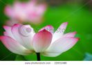 shot-of-blooming-lotus-flower-showing-its-purity-22931488-thumbnail