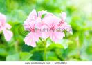 geranium-flowers-and-plants-useful-as-a-background-thumbnail