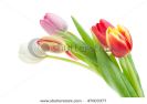 colorful-spring-tulips-isolated-on-a-white-background-47003377-thumbnail