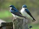 tree-swallow-jonathan-morgan-thumbnail
