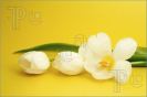 white-tulip-679842-thumbnail