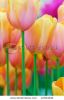 beautiful-garden-of-colorful-flowers-in-spring-keukenhof-the-netherlands-12354244-thumbnail