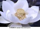 white-lotus-flower-k1934874-thumbnail