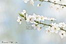 6089020-white-cherry-flowers-on-spring-time-thumbnail