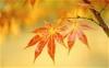 fall-secenry-autumn-leaves-thumbnail