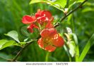 beautiful-cherry-tree-twig-with-flowers-54471769-thumbnail