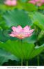 lotus-bloom-in-the-pond-55572814-thumbnail